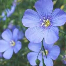 Perennial Blue Flax Seeds Packet Light Blue Flowers Eden Brothers In 2020 Flax Flowers Flower Seeds Online Flower Seeds