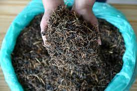 This active and dynamic request. Nepal S Indigenous Fermented Foods Are Good For Gut Health