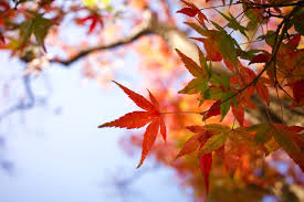 Pohon maple merah, maple jepang maple merah warna daun musim gugur daun maple acer japonicum, jepang, maple, daun png. Waktunya Berkunjung Ke Jepang Dan Menikmati Sejuknya Musim Gugur Wexpats Guide