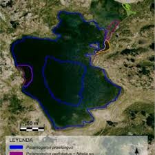 Image result for Potamogeton richardii