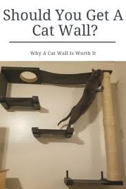 easy way to make your cats happy get them a cat wall i bought one for my cats and they have been in kitty paradise since eas cat wall diy cat