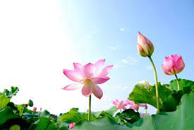 Check spelling or type a new query. Lotus Flowers 011 Meditation In Palm Springs