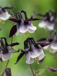 Aquilegia Vulgaris William Guiness Bamberger Staudengarten Strobler Staudengarten Mehrjahrige Pflanzen Waldpflanzen