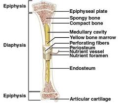 The long bones are those that are longer than they are wide. Bones Tissue Flashcards Chegg Com
