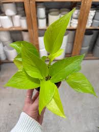 Image result for Epipremnum aureum