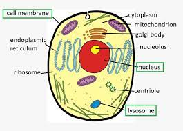 The animal cell and plant cell diagrams are easily colorable, allowing students to differentiate the different parts of the cell quickly. Short Answer Question Draw A Neat Diagram Of An Animal Sell And Label On It The Following Plasma Membrane Nucleus Lysosomes Snapsolve