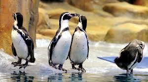 Then they stay together forever, if one dies the other penguin will never people love to see other people happy. Bubble Burst Lonely Penguin S Mate Dreams Deflated By Wild Cats