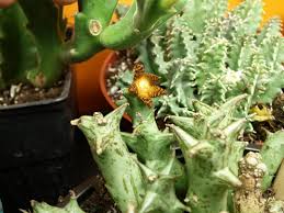 Image result for Orbea schweinfurthii