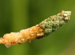 Image result for Sphenoclea zeylanica