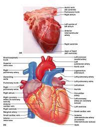 Some believe taking essential oils. Simple Heart Arteries And Veins Novocom Top