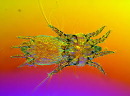 Image result for what do otodectes cynotis look like in dog fur