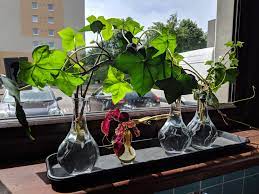 In nature the ivy can reach a height of 30 meters. Ivy Cuttings In Water Novocom Top