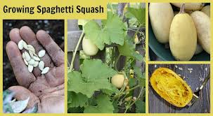 This article pertains to a game that is currently unavailable. Growing Spaghetti Squash From Seed To Harvest