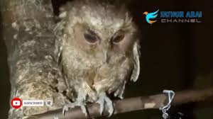 Beli burung hantu celepuk online berkualitas dengan harga murah terbaru 2020 di tokopedia! Suara Panggilan Burung Hantu Di Malam Hari Cocok Untuk Pikat Semua Jenis Burung Kicau Mantap Youtube