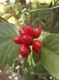 Image result for Uvaria afra