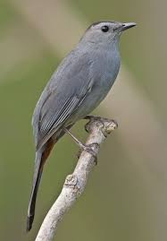 Grey Bird With Black And White Striped Head North American Common And Scarce Birds Gallery Pet Birds Catbird Backyard Birds