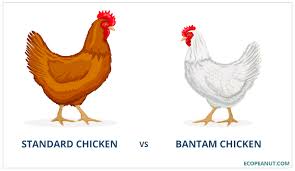 A true bantam means that they have no standard sized counterpart, like the d'uccle, rosecomb, seabright or the serema. Bantam Chickens Eggs Breed And Care Guide Eco Peanut