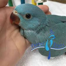 Barnardi as well as with the port lincoln parrot (barnardius zonarius) in flinders ranges; Blue Ringneck Parakeet Shefalitayal