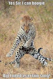 1974 moviemoments movie moments dance music coub disco baccara doria tillier daniel auteuil nicolas bedos la belle epoque. Yes Sir I Can Boogie But I Need A Certain Song Animal Comedy Animal Comedy Funny Animals Animal Gifs