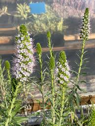 Image result for Echium