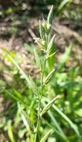 Image result for Lolium multiflorum