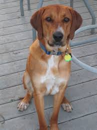Redbone coonhound dog breed information, pictures, care, temperament, health, breed history, puppies. Redbone Coonhound Fun Facts And Crate Size Pet Crates Direct