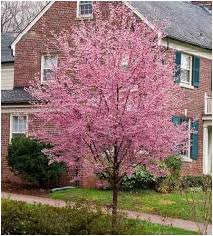 This video is for historical and educational purposes only. The Weeping Cherry Tree Countercurrents