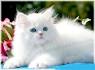 White Persian Kittens | White Persian Cats | Pure White ...