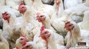 الطيور المنزلية كيف تجعلها مشروع ا اقتصادي ا ناجح ا ومربح ا تسعة