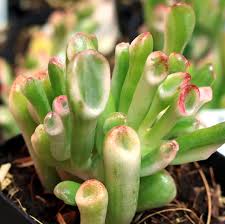 Image result for Crassula vaginata