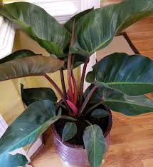 Image result for Smithia erubescens