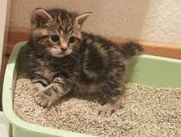 Dass eine katze ins bett pinkelt, ist mit großer wahrscheinlichkeit kein normales verhalten. Katze Macht Ihr Grosses Geschaft Nicht Ins Klo 5 Ursachen Und Losungen