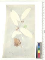 Image result for Belonophora coffeoides