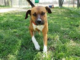 By adopting instead of buying a dog, you can help homeless pets and set a great example for others. Dallas Hiram Pets Dallas Hiram Ga Patch
