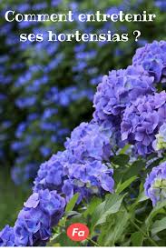 Comment Entretenir Ses Hortensias Les Conseils De Stephane Marie De Silence Ca Pousse Hortensias Faire Secher Des Hortensias Entretien Hortensia