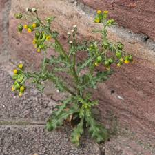 Image result for Senecio sp.no.4