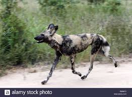 Check spelling or type a new query. African Wild Dog Running Lycaon Pictus Kruger National Park South Africa Usage Worldwide Stock Photo Wild Dog Wild Dogs African Wild Dog