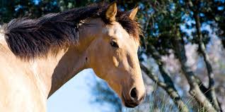 He has been used for checking cattle, trail riding, and been to the open shows. Buckskin Horse Color Origin Genetics And Variations Helpful Horse Hints