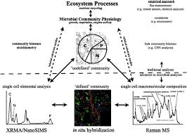 Use labels of group 1 to identify reservoirs and labels of group 2 to identify processes. Linking Microbial And Ecosystem Ecology Using Ecological Stoichiometry A Synthesis Of Conceptual And Empirical Approaches Springerlink