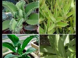 Esta Planta Es Un Tesoro Cuidala Si La Tiene En Tu Casa Cuidamos Tu Salud Remedios Naturales Planta Mala Madre Plantas Medicinales Hierbas