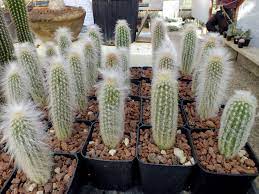 Espostoa lanata, also known as peruvian old man cactus or peruvian snowball cactus, is a columnar cactus densely covered in wooly white. Espostoa Lanata Peruvian Old Man Cactus World Of Succulents