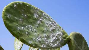 Also see how to check your. Why You May Have Been Eating Insects Your Whole Life Bbc News