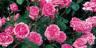 Mulai dari warna merah, putih, ungu, pink atau merah. 6 Cara Merawat Bunga Mawar Agar Cepat Berbunga Mudah Dan Praktis Merdeka Com