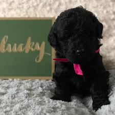 If you need help distinguishing the characteristics between a. Goldendoodle Puppies For Sale In Georgia Home Facebook