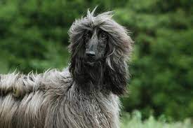 Learn about character, temperament, size, appearance, history, and health. Afghan Hound Dog Breed Information American Kennel Club