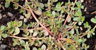 Purslane loves disturbed areas, so you are most likely to see it in your local park, along road verges, in footpath cracks. Purslane A Weed Worth Cultivating