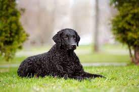 12 Dog Breeds With Unique Coats Curly Coated Retriever Dog Breeds Retriever