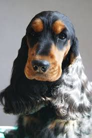 Epingle Sur Frimousses De Chiens
