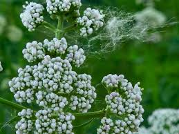 Image result for Valeriana capensis