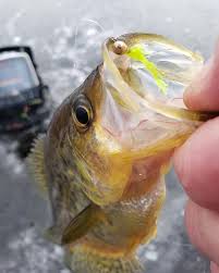 B-Y Baits Plastics are all available